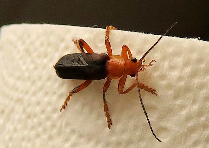 gn. Rhagonycha o Cantharis ? Cantharis livida